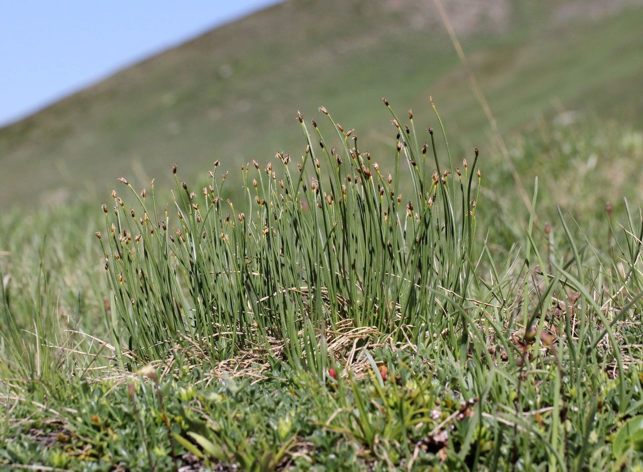 Eleocharis quinqueflora habit