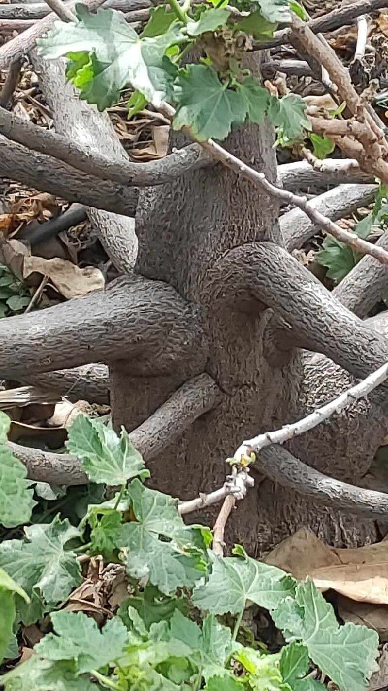 Hibiscus brackenridgei bark