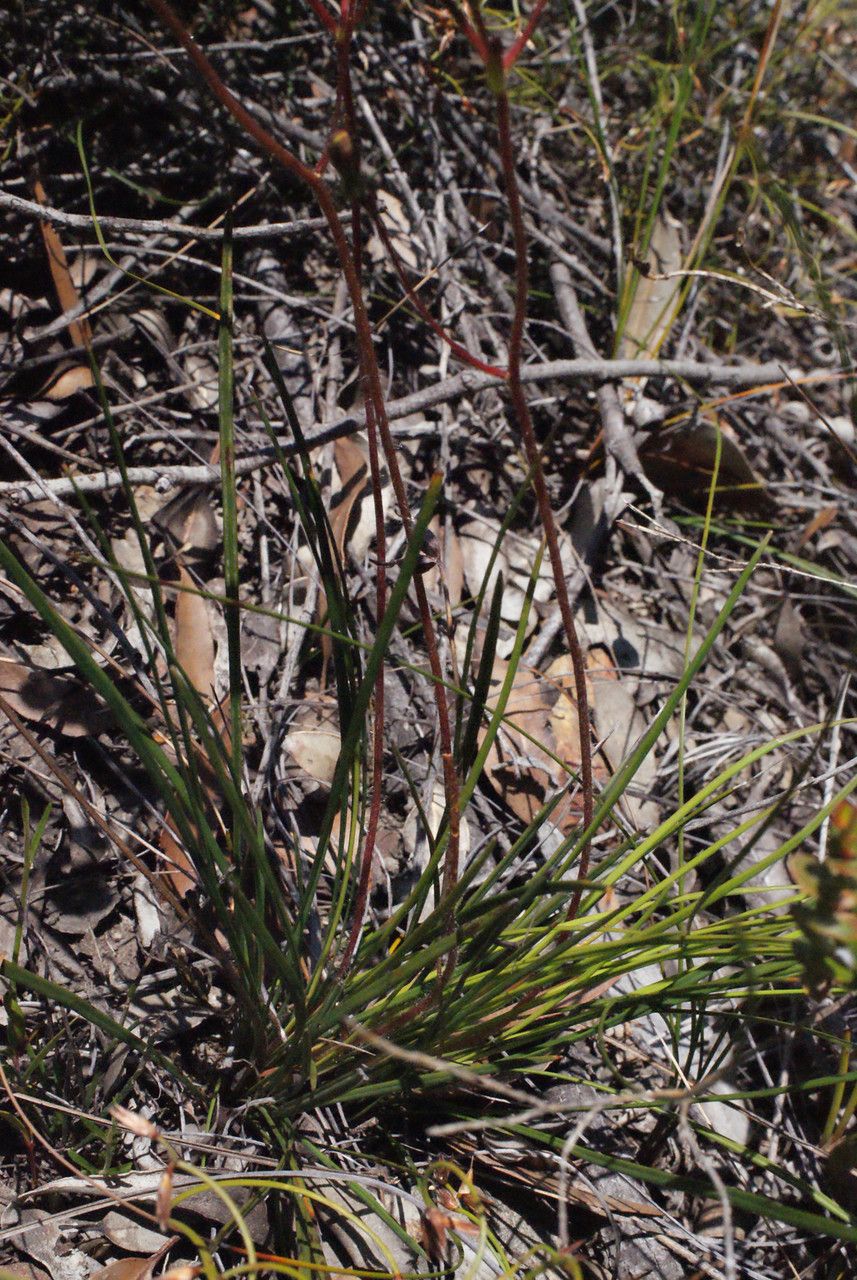 Stylidium schoenoides — houseplant care guide