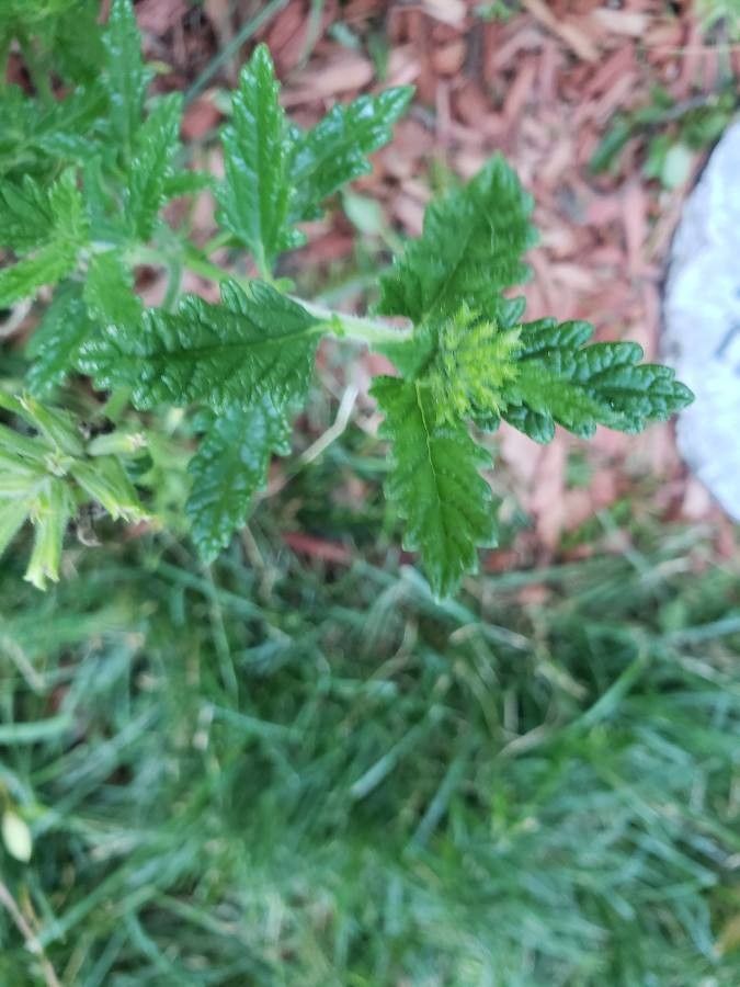 Verbena x hybrida — houseplant care guide