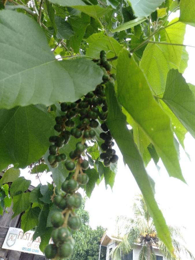 Melanolepis multiglandulosa fruit