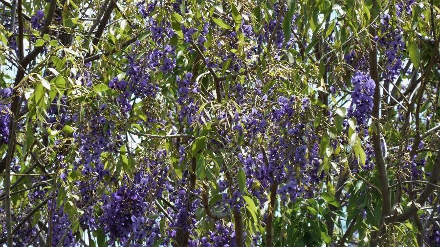 Bolusanthus speciosus habit