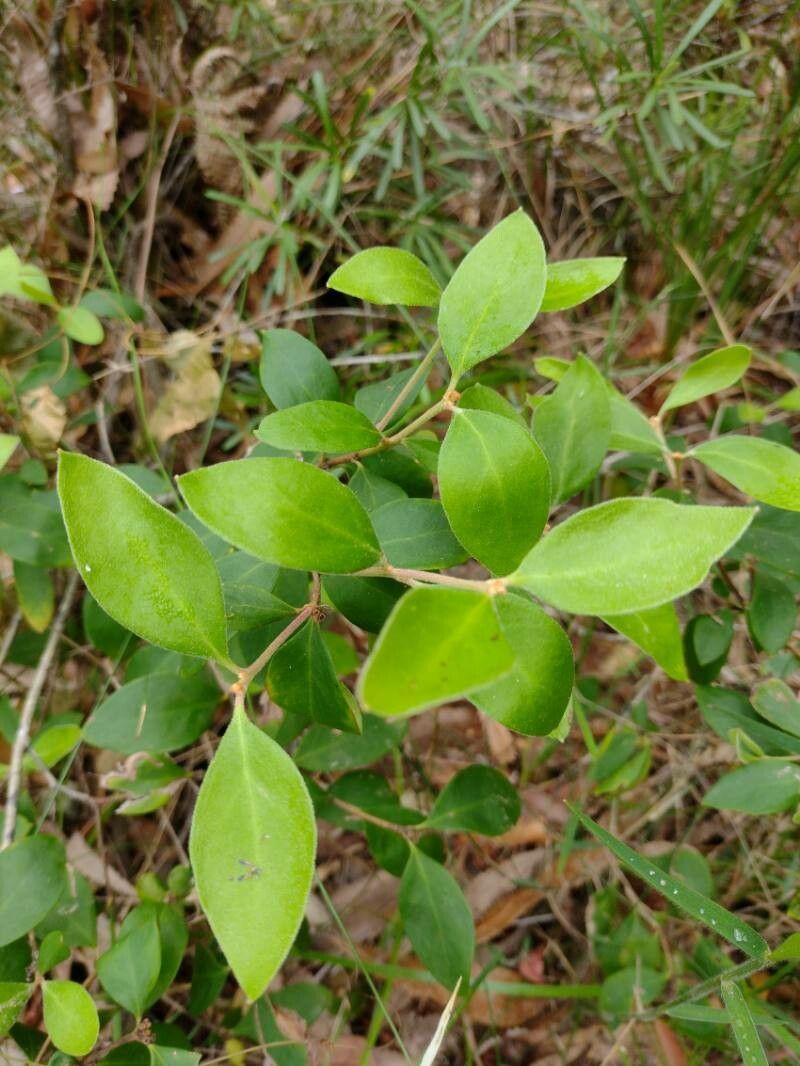 Persoonia laurina — related species from the same genus