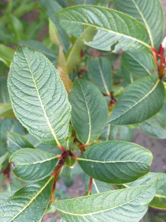 Salix fargesii — search result for 'Salicaceae'