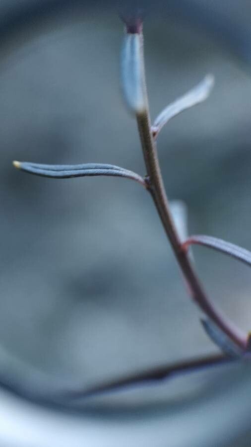 Iberis linifolia — search result for 'Iberis'