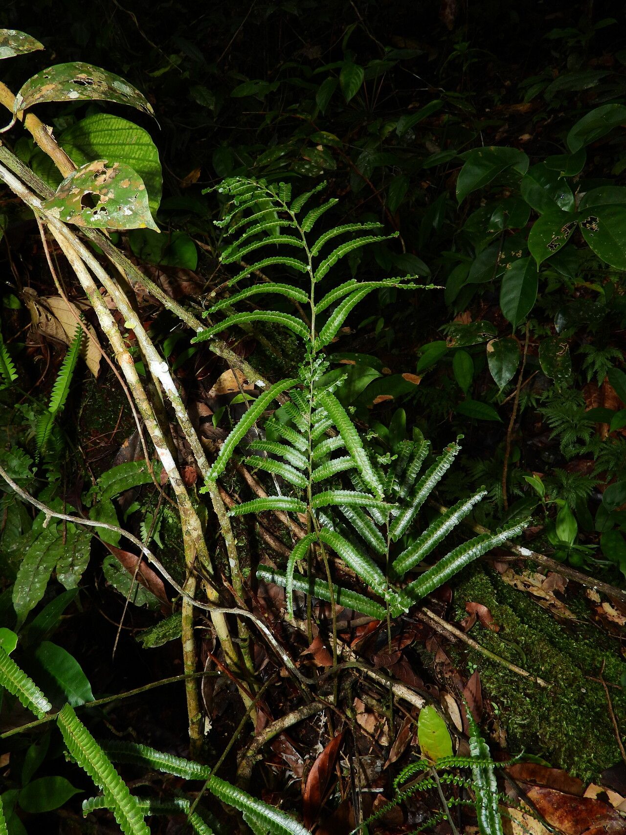 Lindsaea guianensis habit