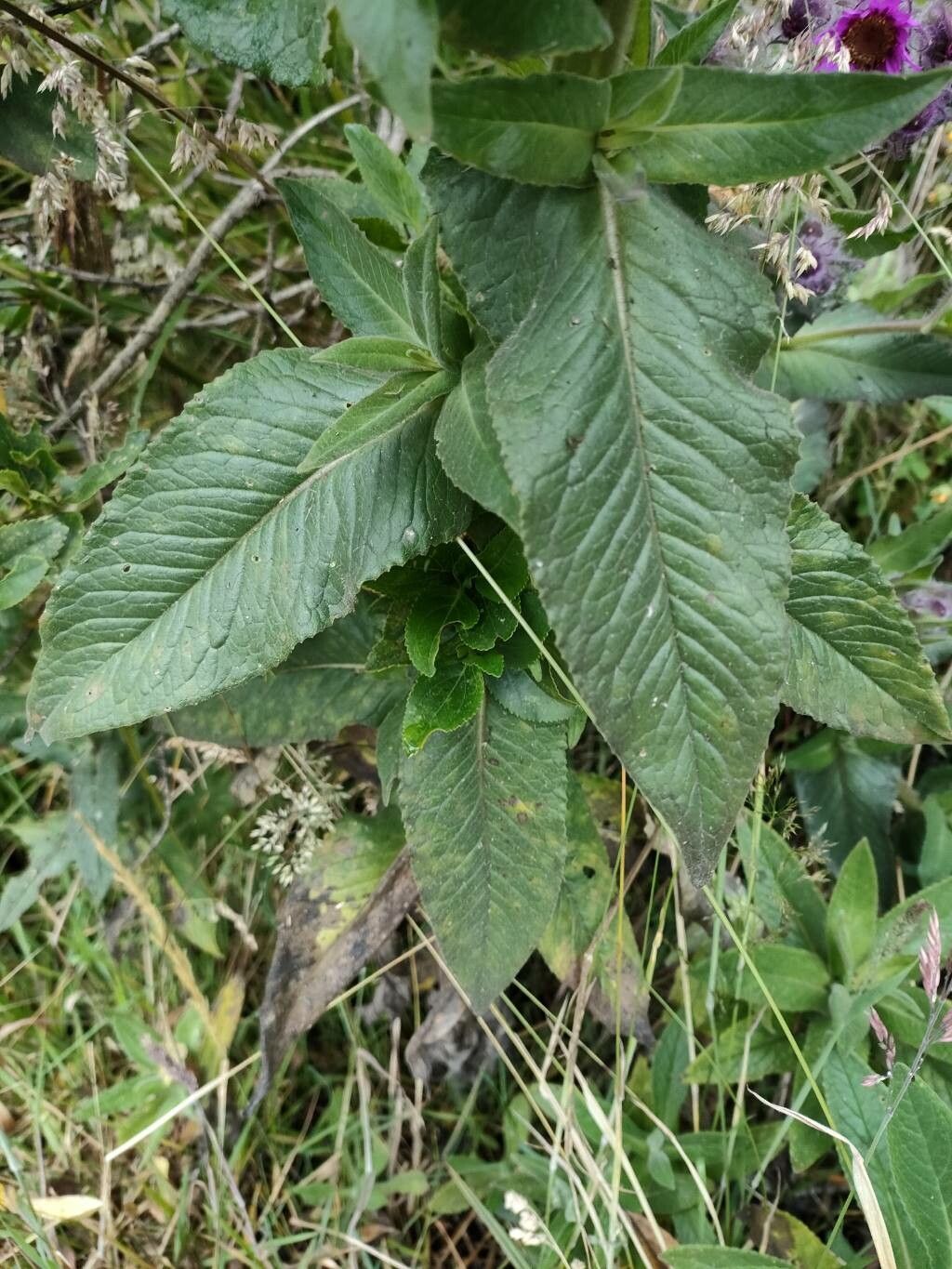 Senecio formosoides — houseplant care guide