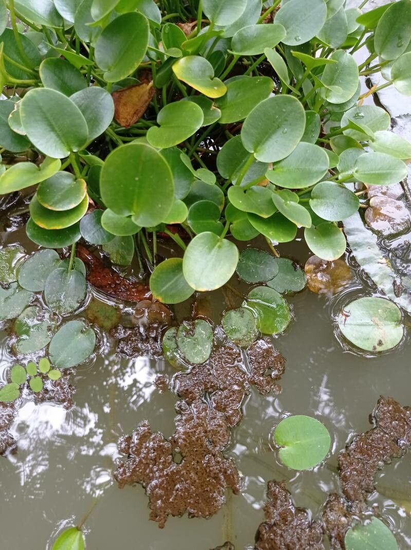 Hydrocleys nymphoides leaf