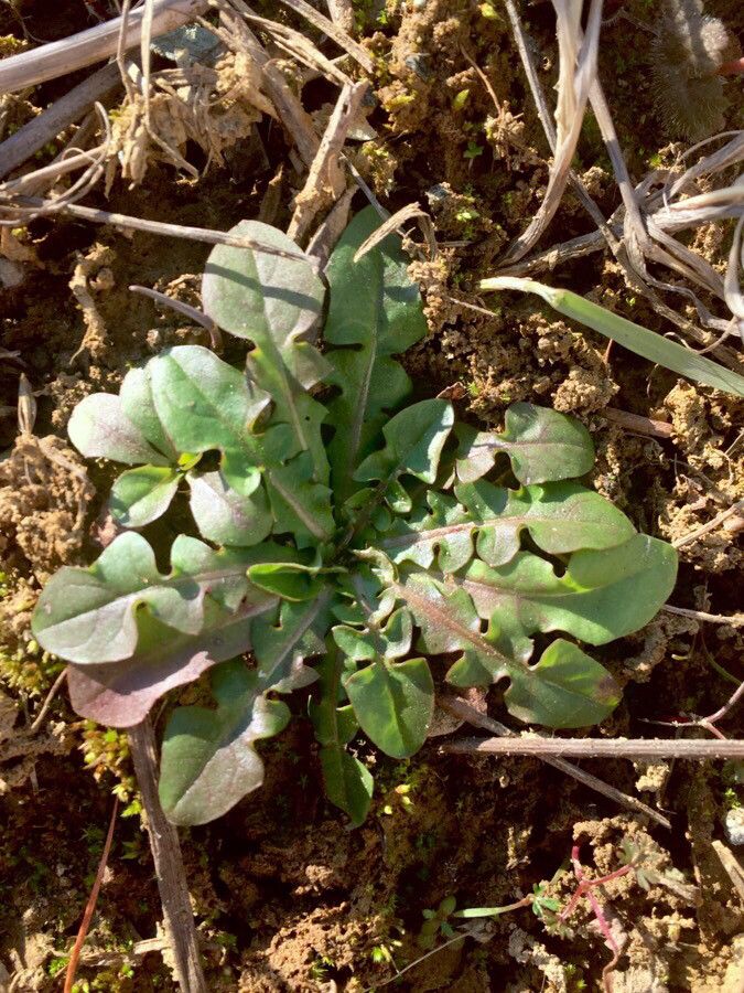 Crepis bursifolia — search result for 'Prairies of North America'