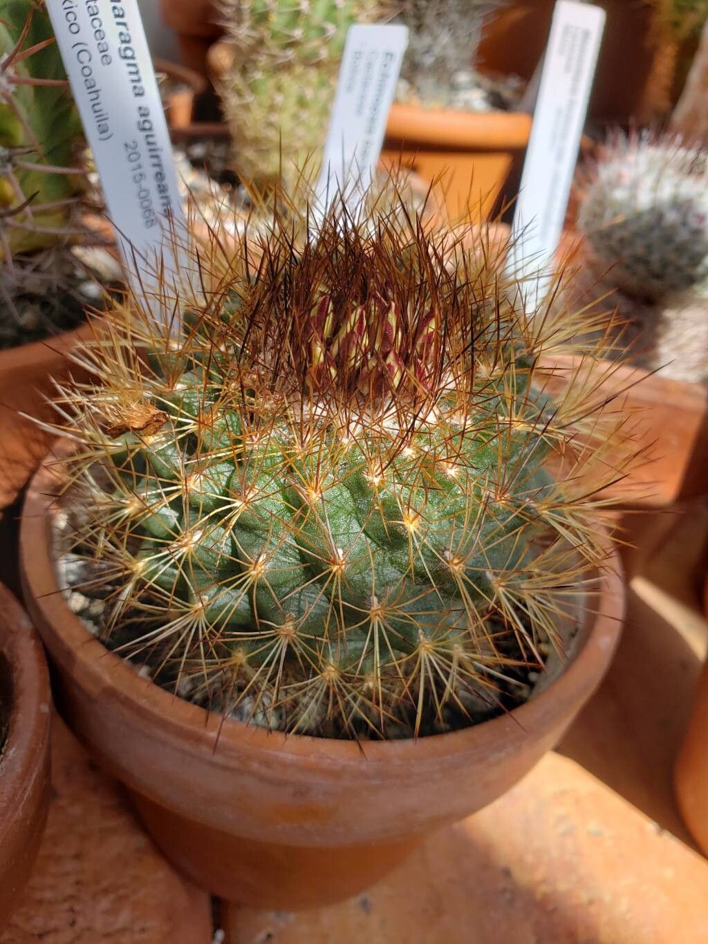 Acharagma aguirreanum habit
