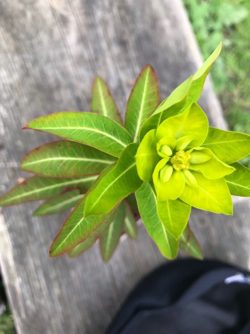 Euphorbia wallichii leaf
