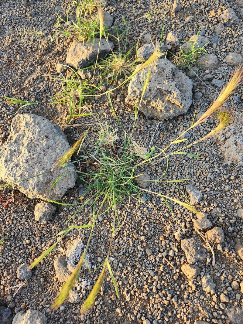Aristida congesta habit