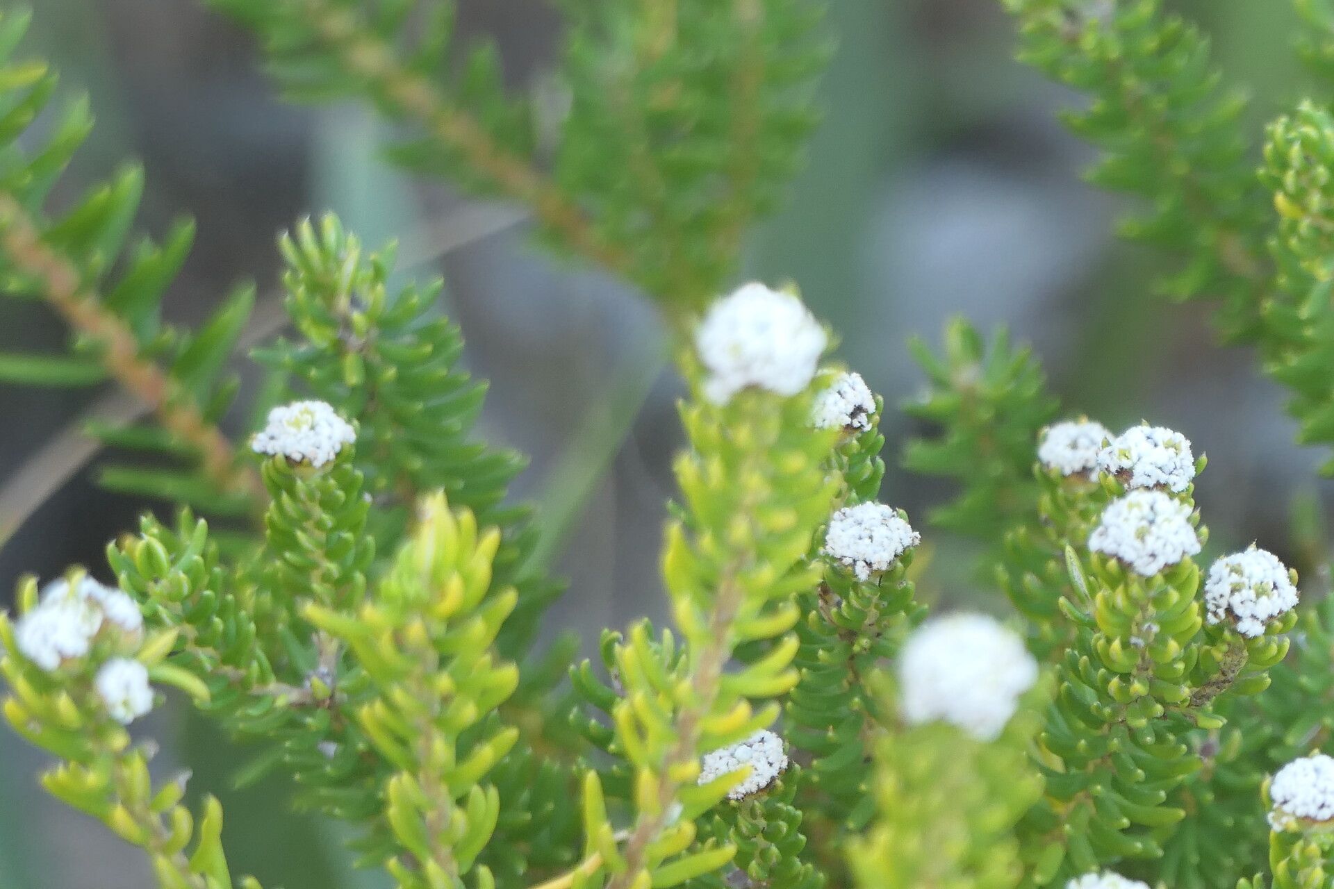 Phylica ericoides flower