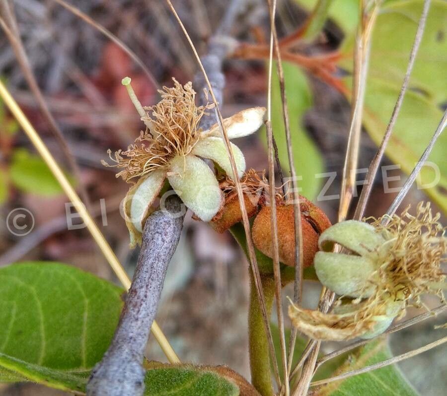 Campomanesia adamantium flower