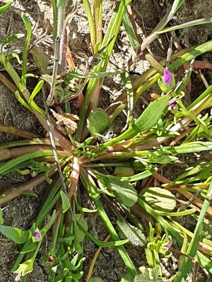 Calandrinia ciliata leaf