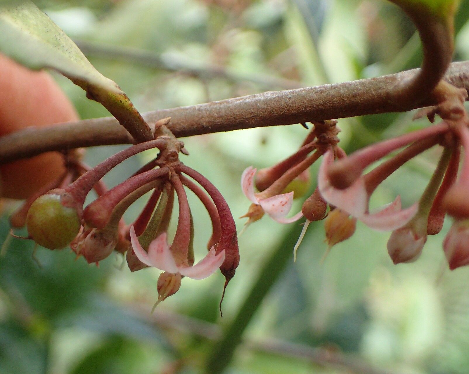 Ardisia staudtii flower