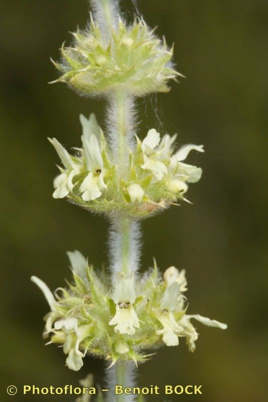 Sideritis littoralis flower