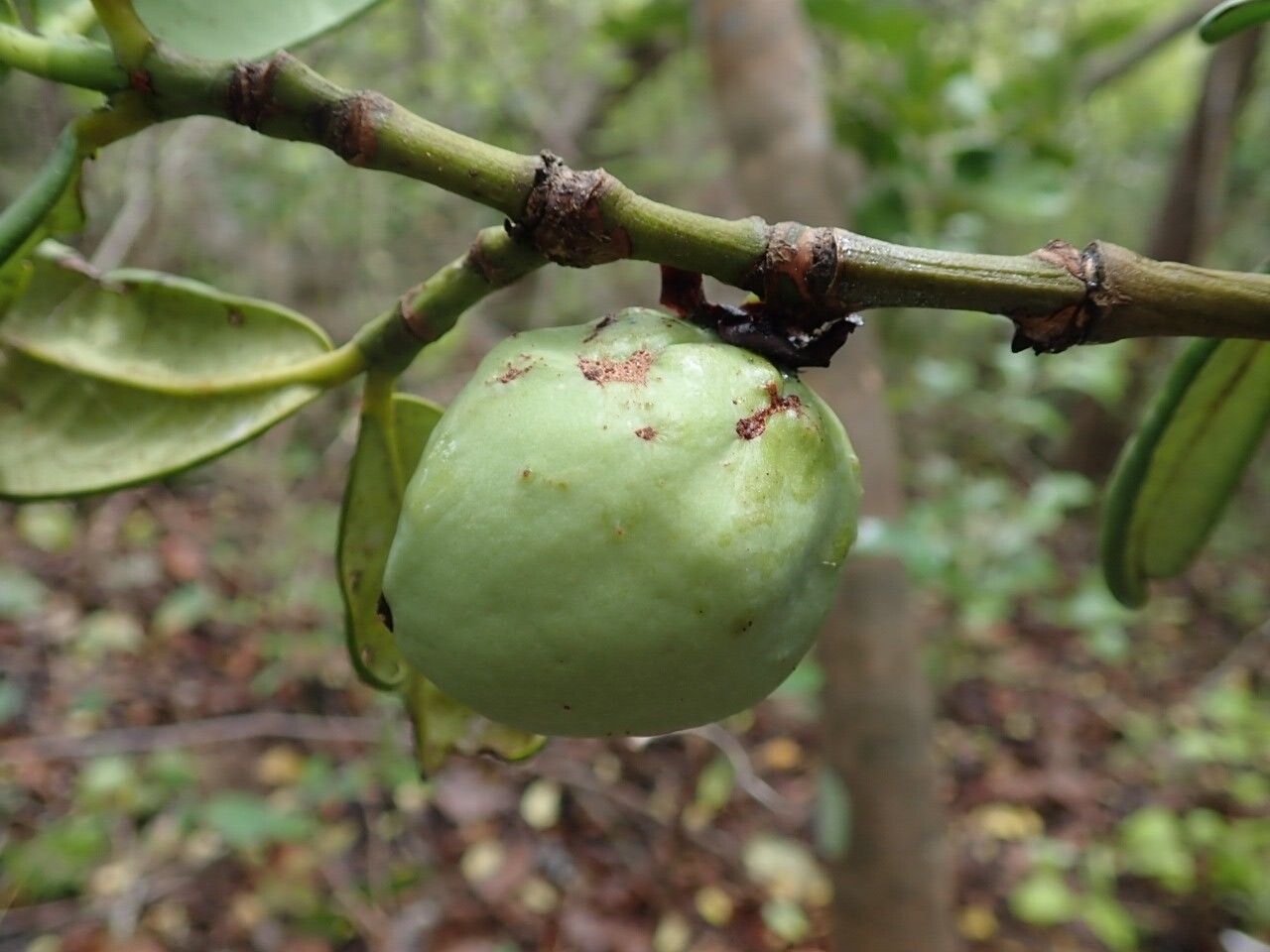 Mammea bongo — related species from the same genus
