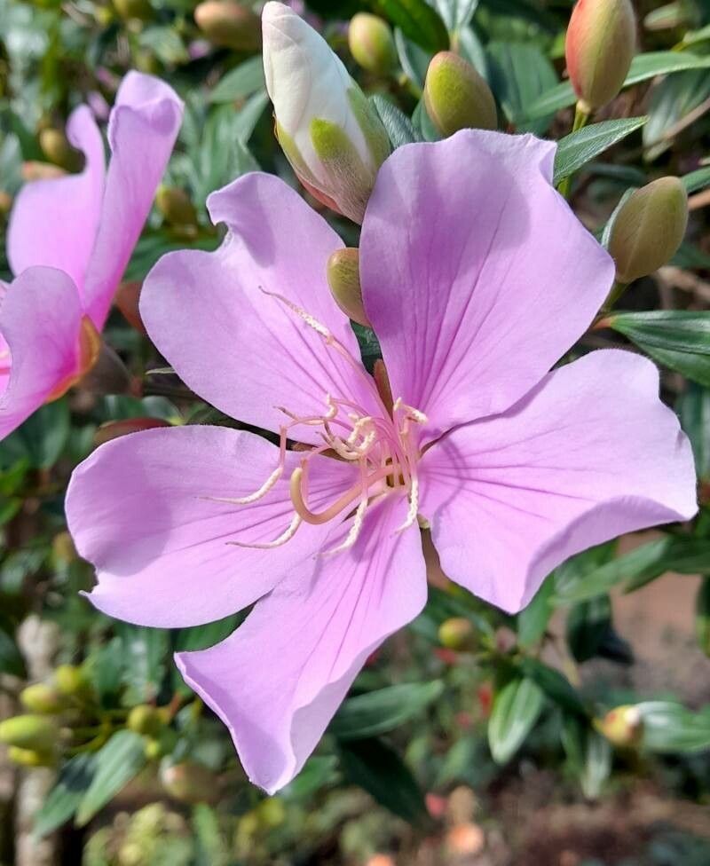 Tibouchina mutabilis flower