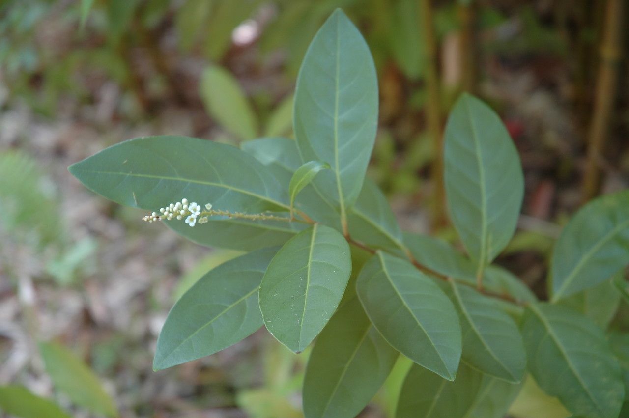 Citharexylum caudatum leaf