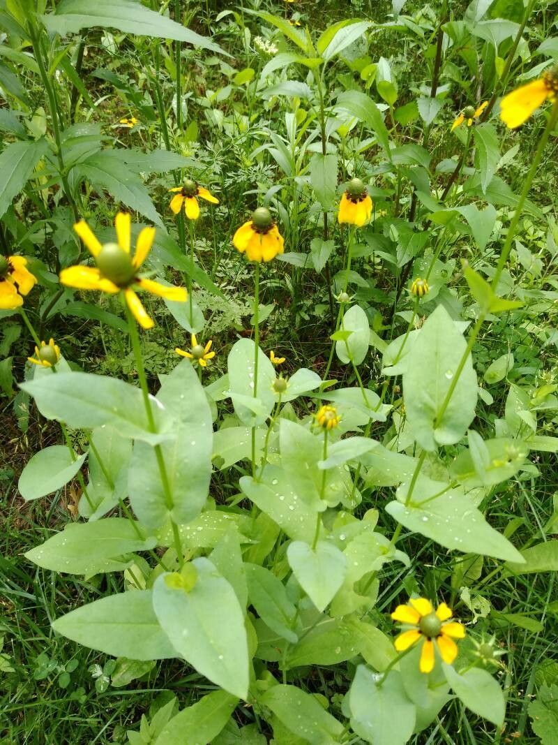 Rudbeckia amplexicaulis