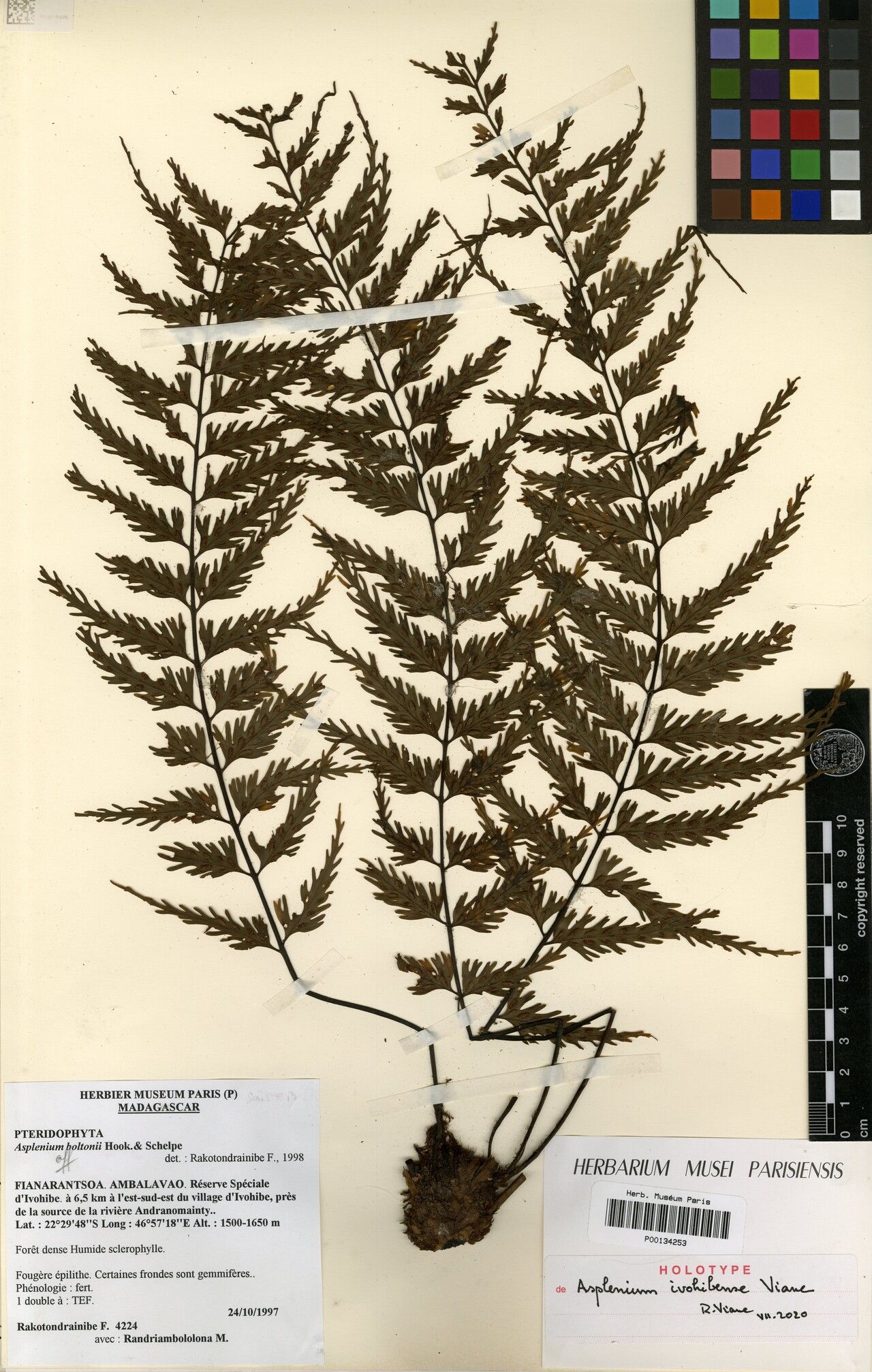 Asplenium ivohibense — houseplant care guide