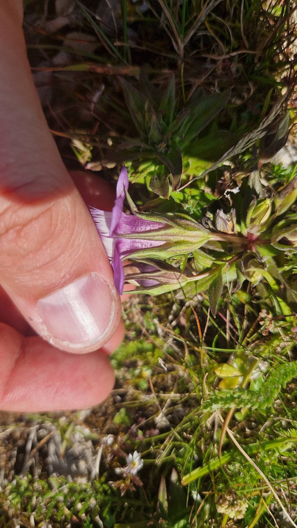 Gentianella obtusifolia — search result for 'Gentianella'