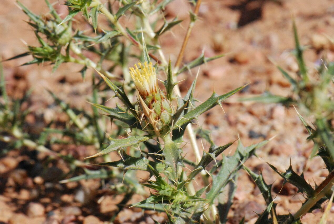 Atractylis aristata other