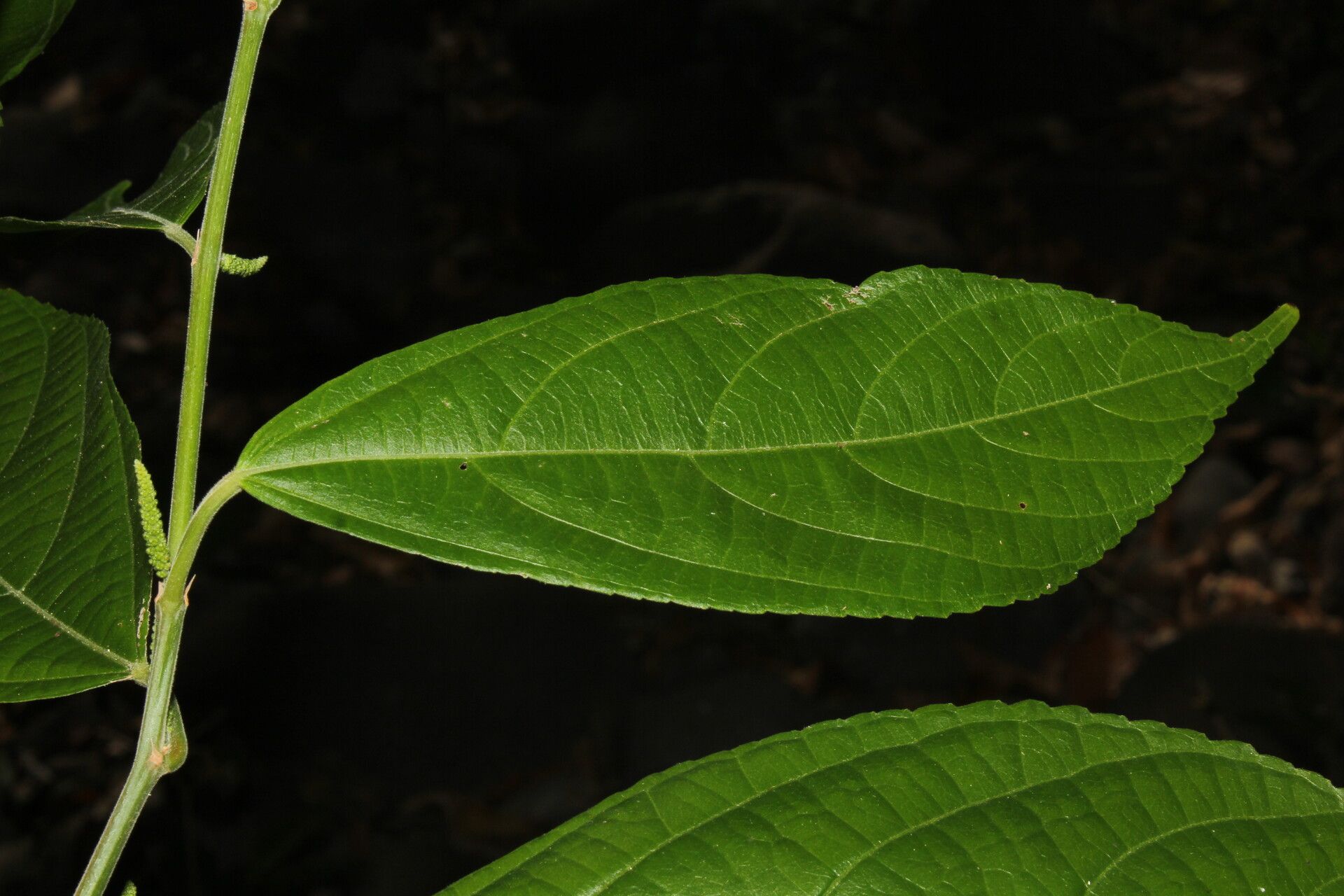 Acalypha diversifolia leaf