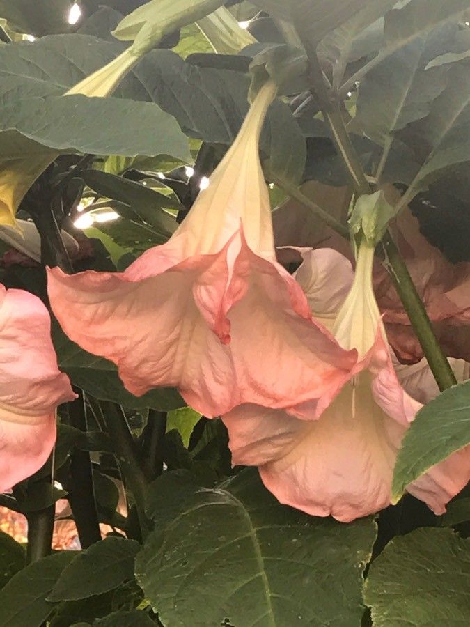 Brugmansia spp. flower