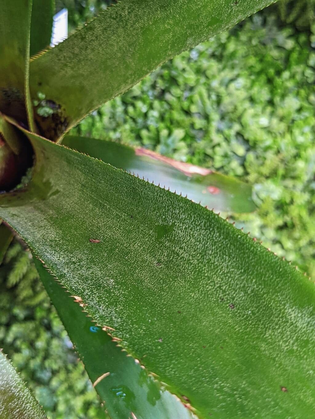 Aechmea servitensis — search result for 'Aechmea'