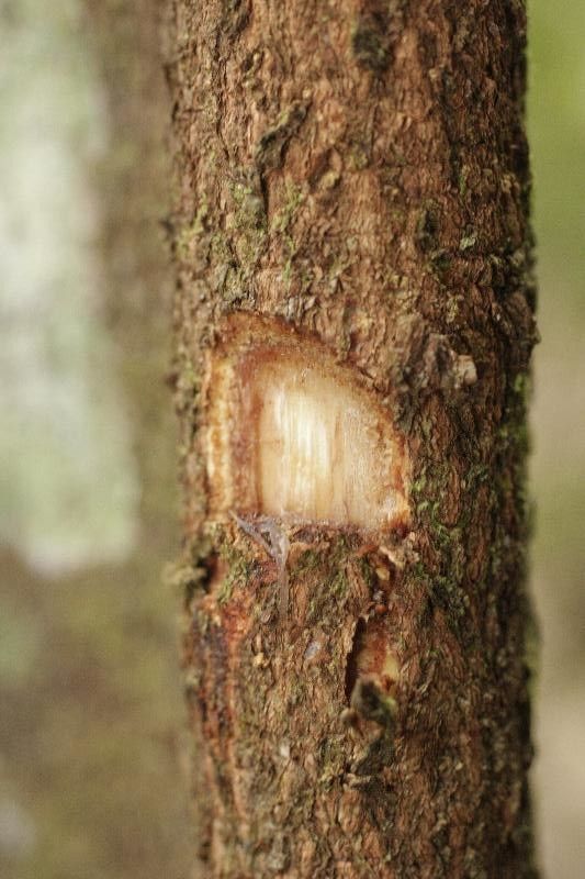 Swartzia polyphylla other