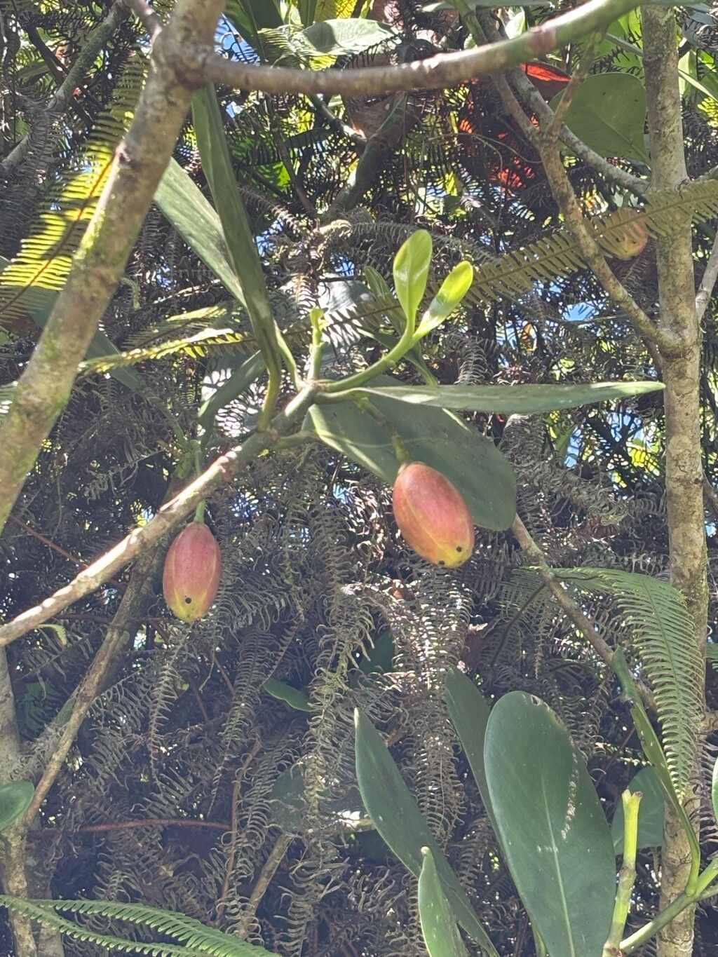 Clusia torresii — search result for 'Clusia'