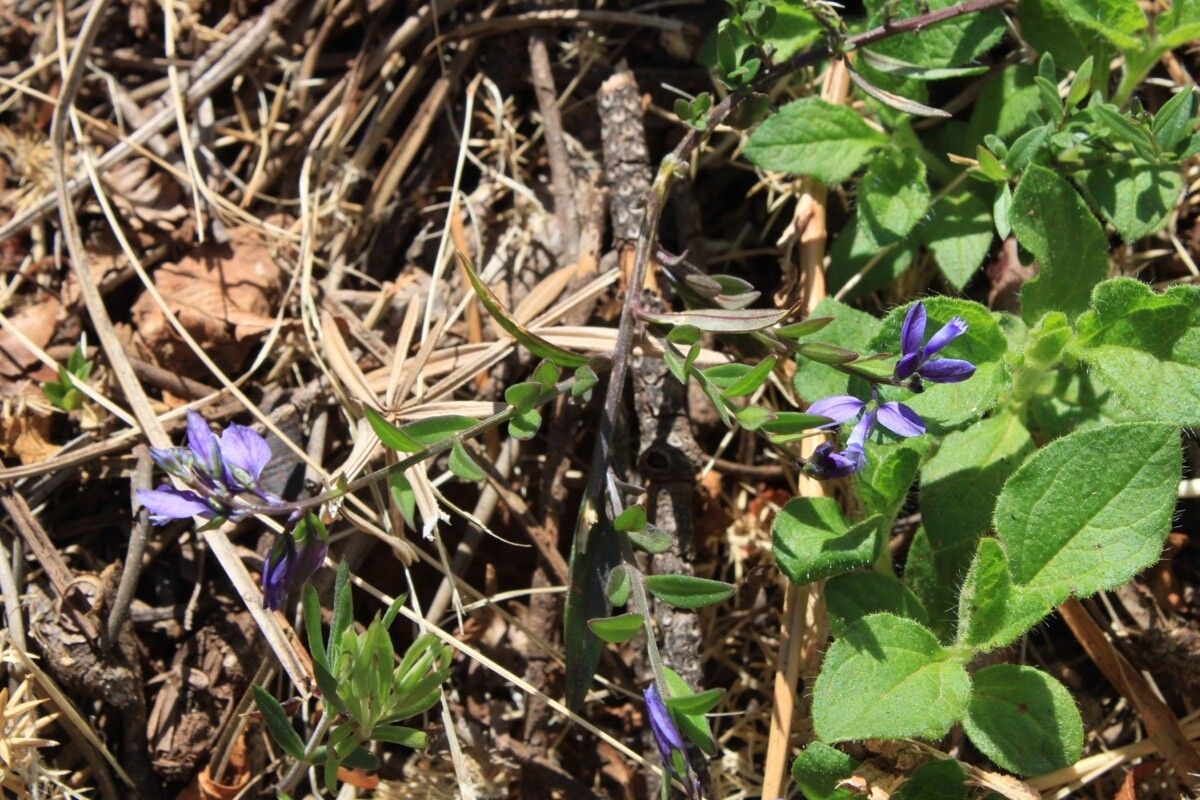 Polygala baetica — search result for 'Polygala'