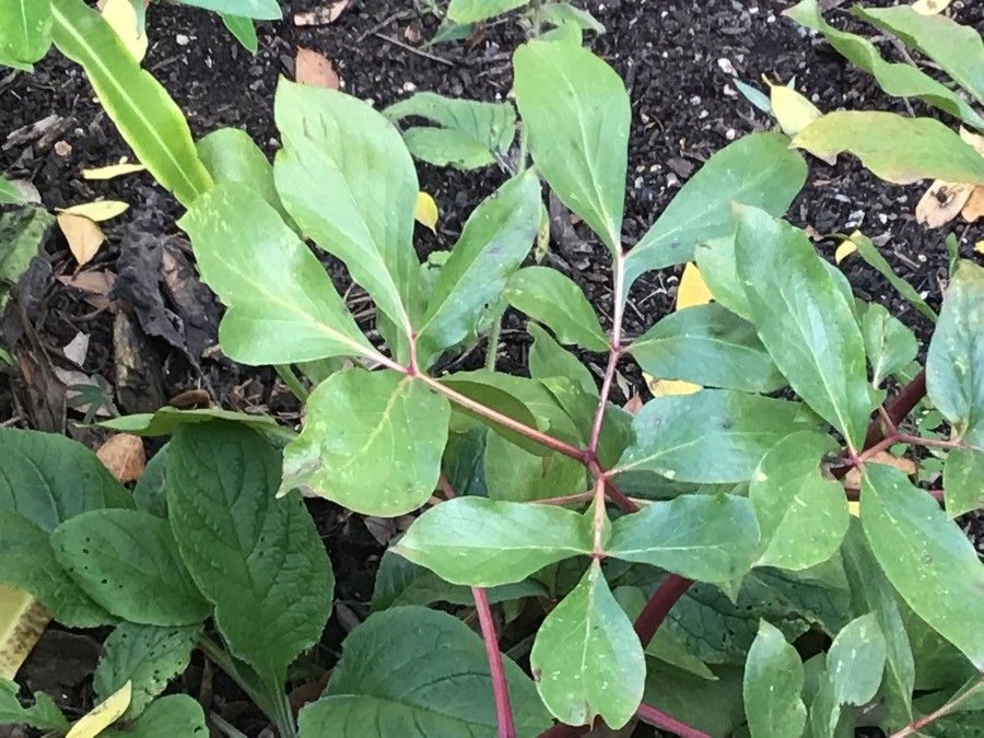 Paeonia coriacea — search result for 'Paeoniaceae'