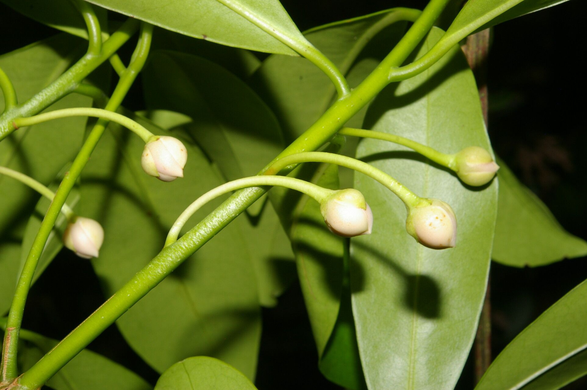 Ternstroemia tepezapote fruit