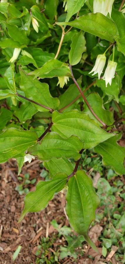 Prosartes smithii — related species from the same genus