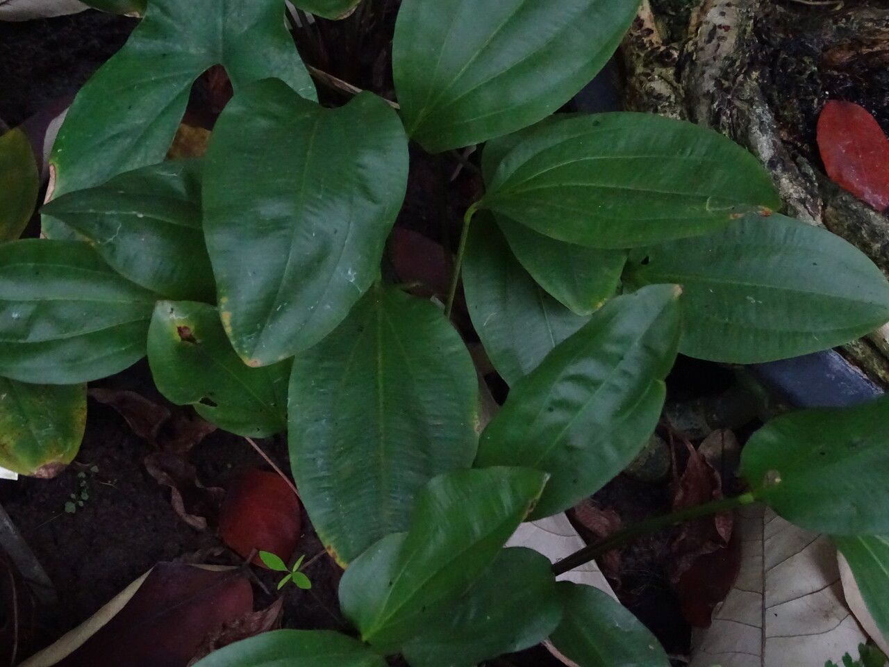 Echinodorus uruguayensis — search result for 'Alismataceae'