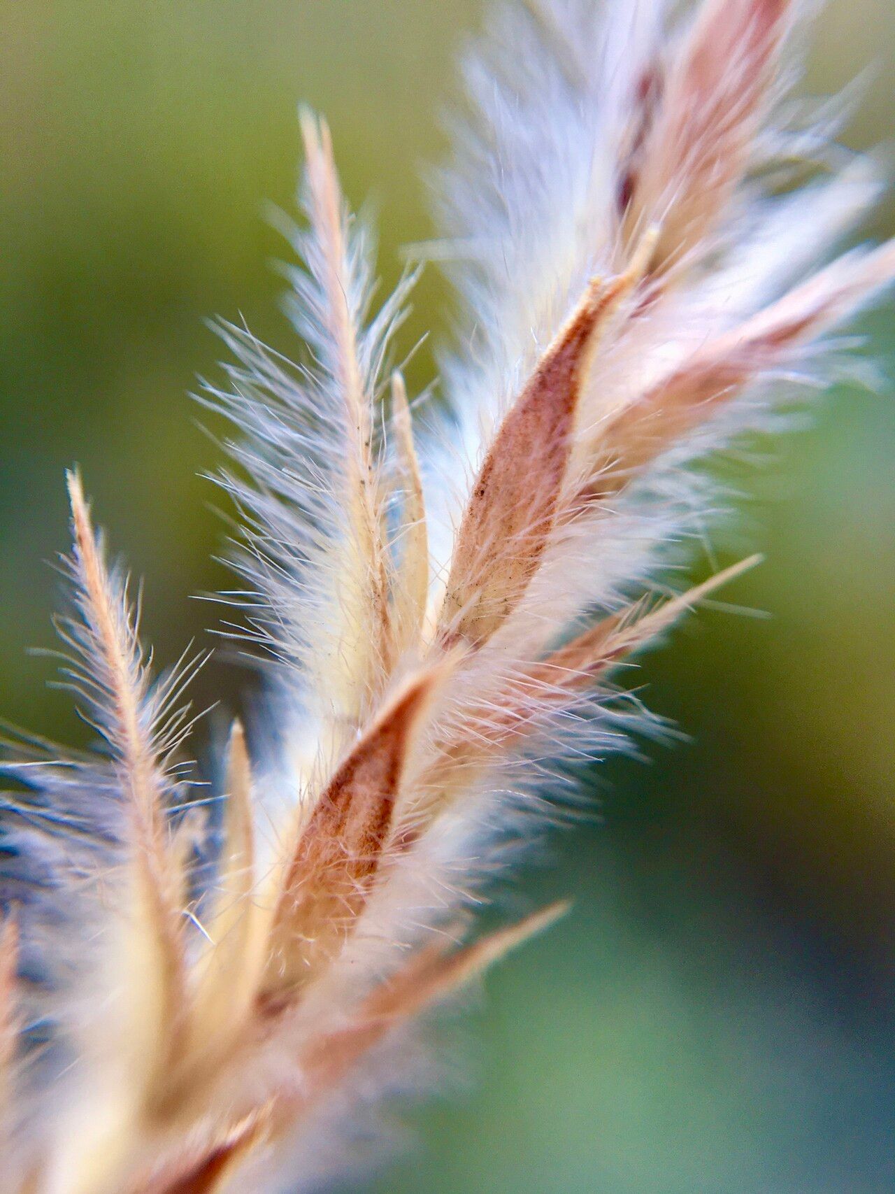 Elionurus ciliaris — related species from the same genus