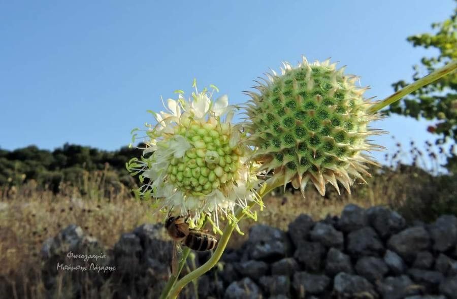 Cephalaria ambrosioides — related species from the same genus