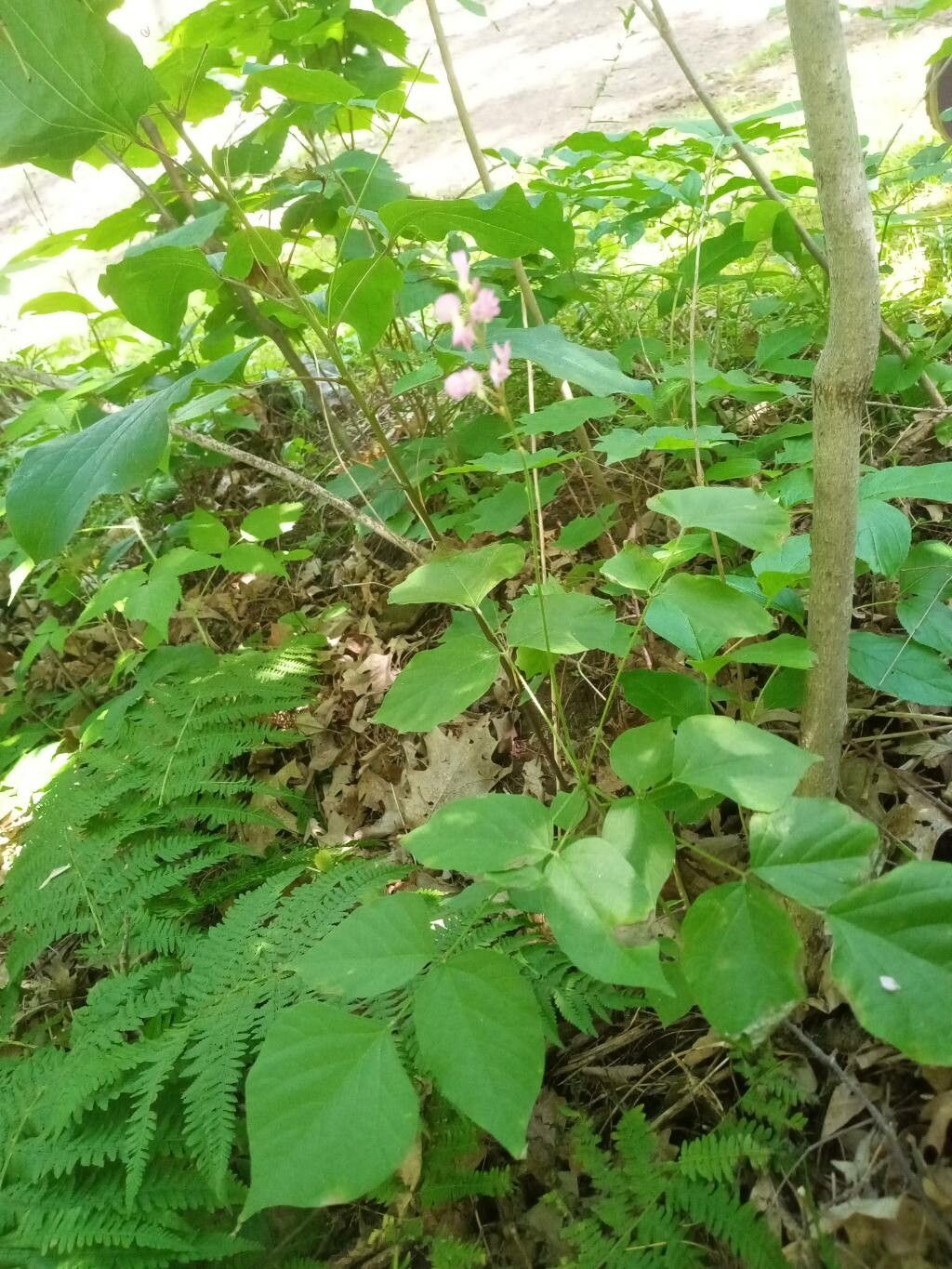 Desmodium nudiflorum habit