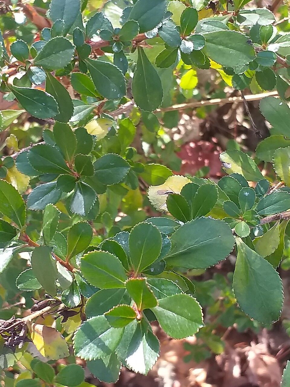 Escallonia × rigida — search result for 'Escallonia'