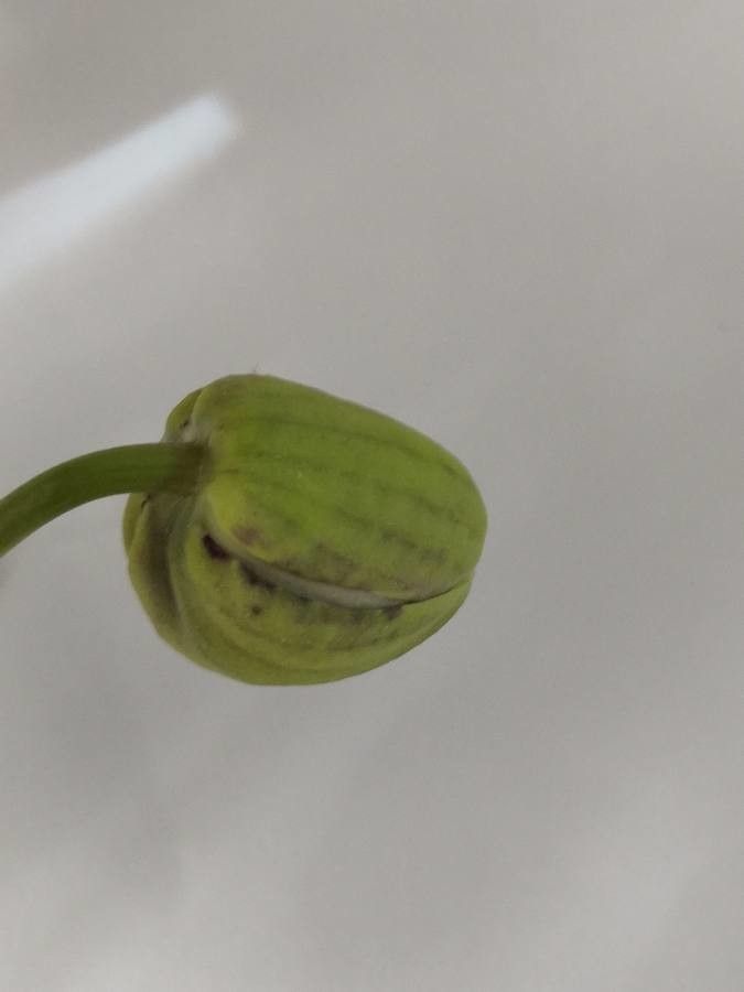 Phalaenopsis spp. fruit