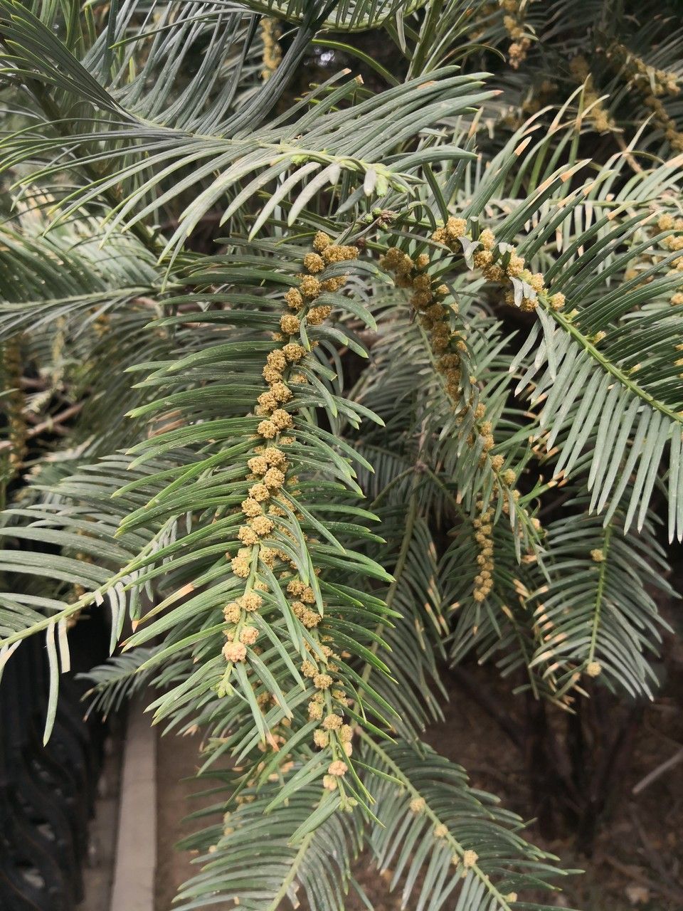 Cephalotaxus sinensis flower