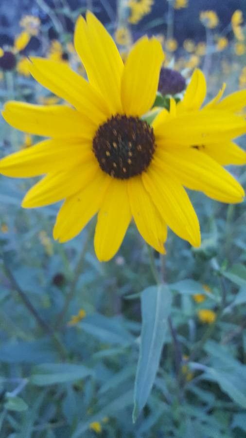 Helianthus niveus flower