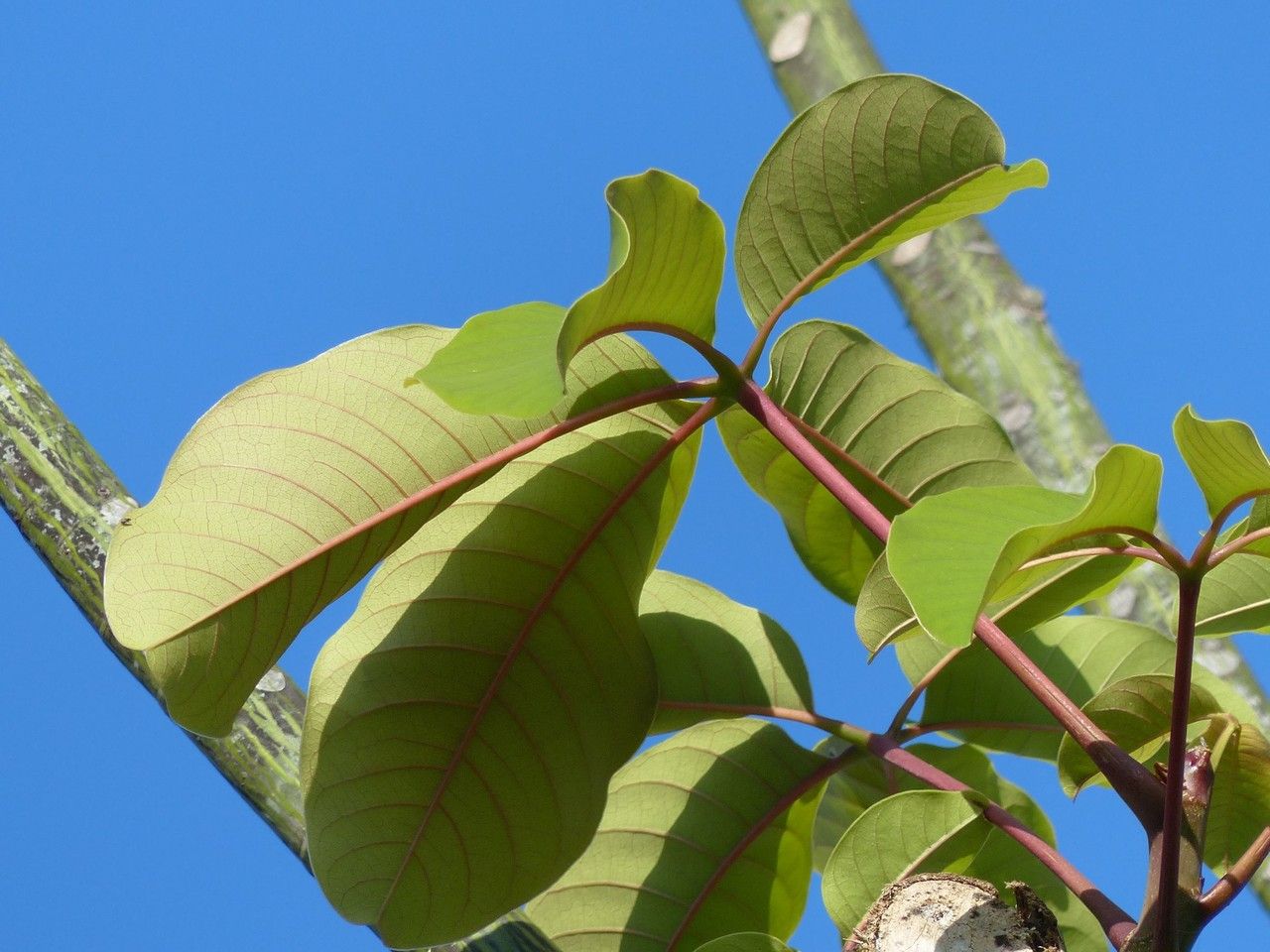 Pseudobombax ellipticum leaf