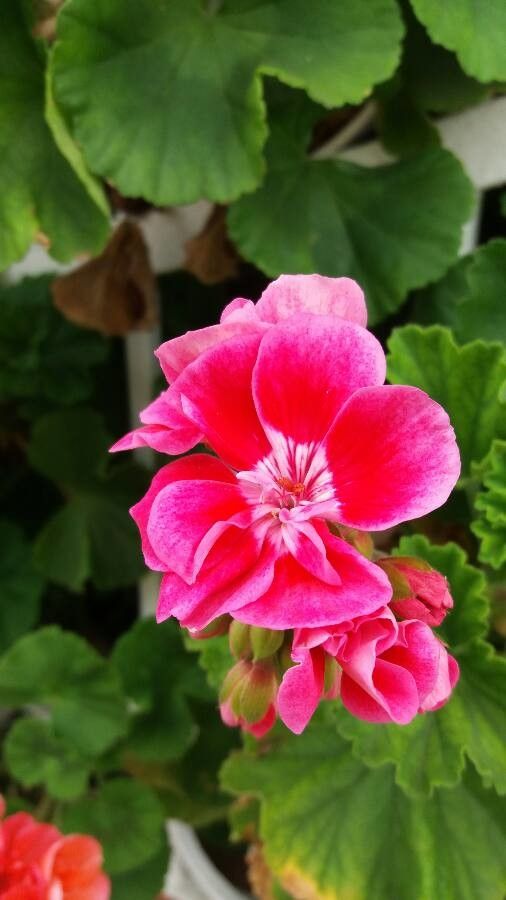 Pelargonium inodorum flower