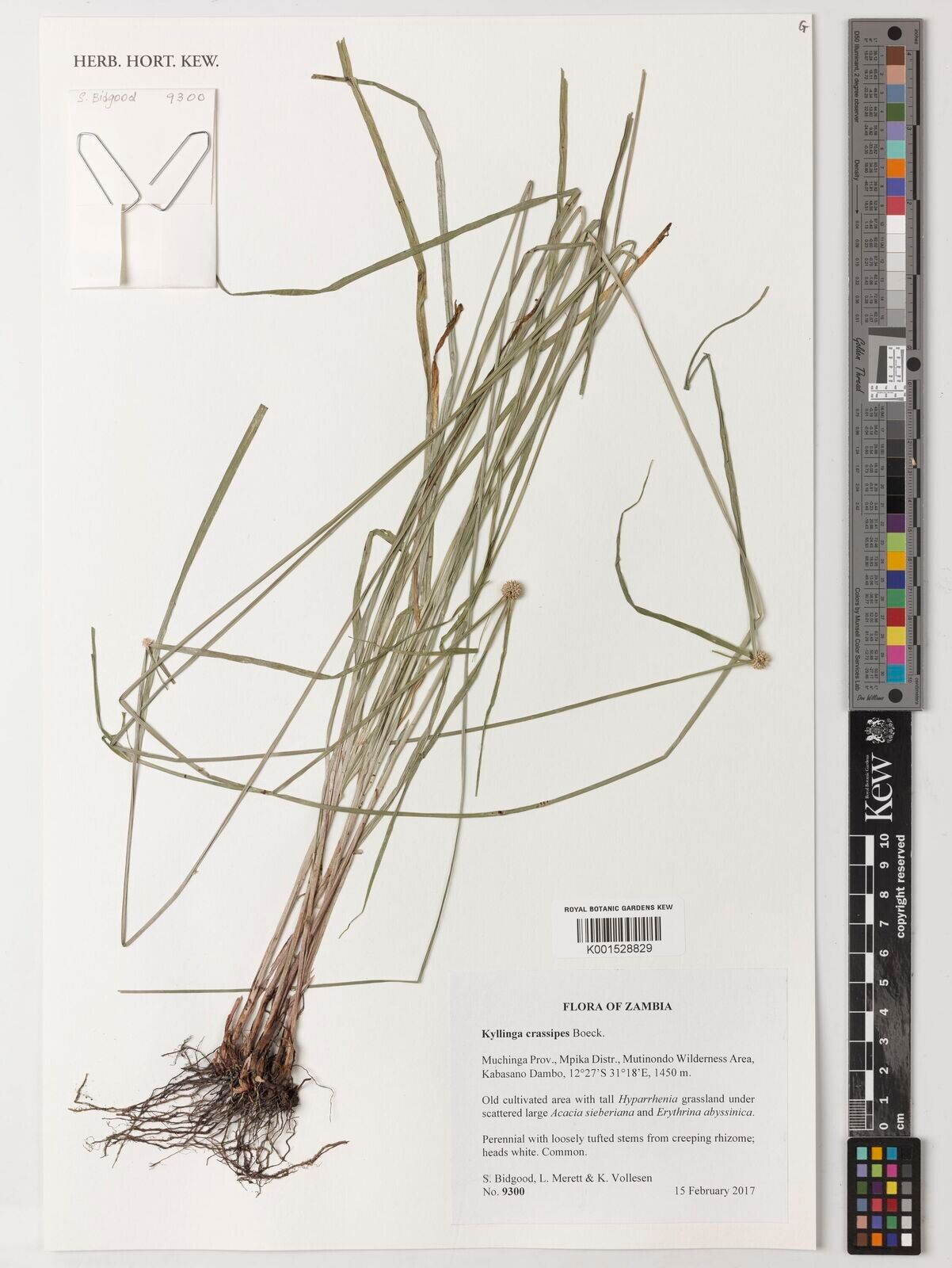 Cyperus bulbipes — houseplant care guide