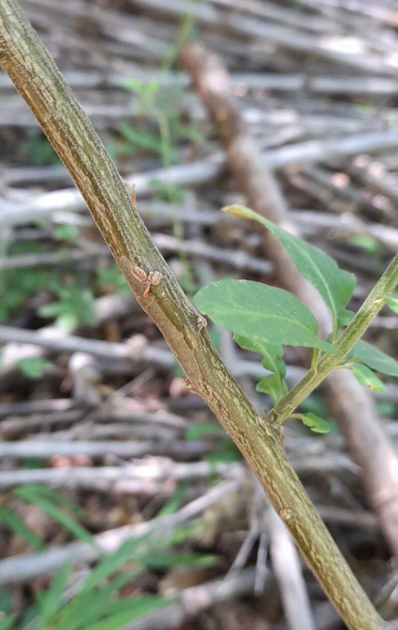 Solanum valdiviense bark