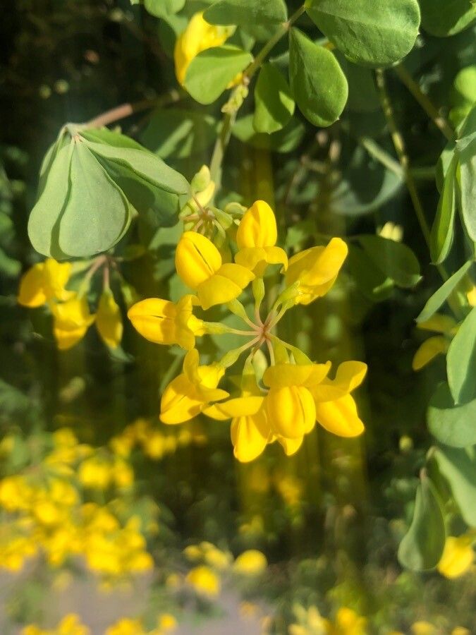Coronilla glauca flower